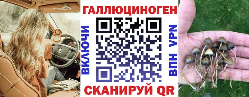 Псилоцибиновые грибы Psilocybine cubensis  Новоульяновск 